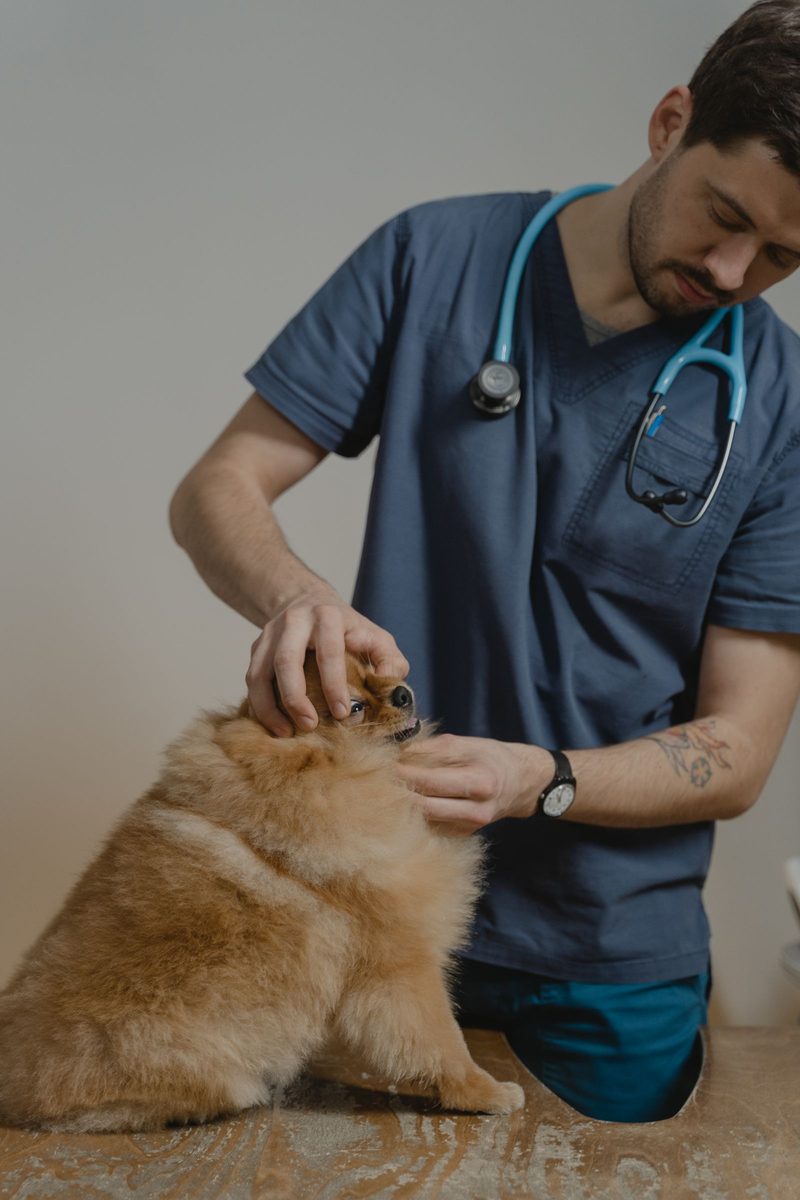 Web de ejemplo para Clínica veterinaria