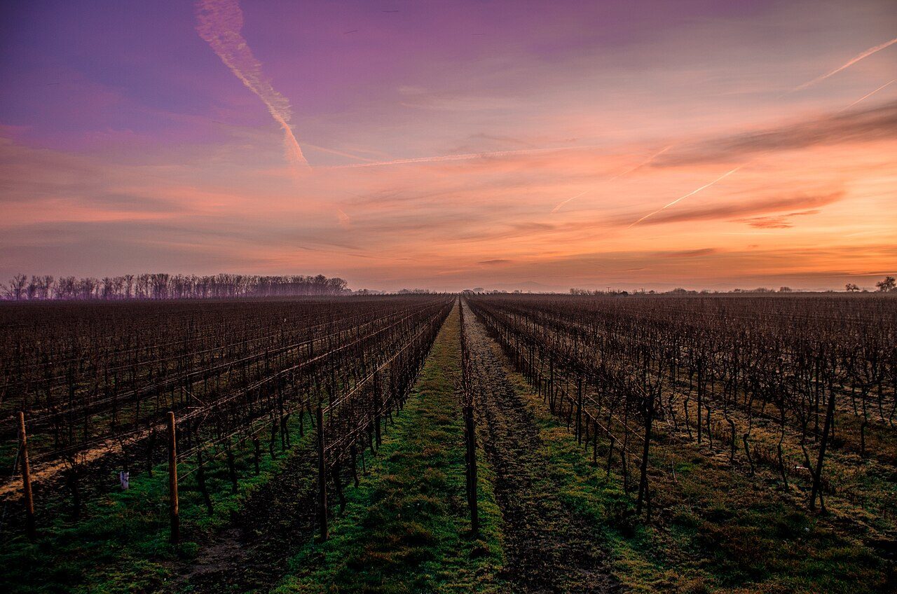 Hileras de viñedo al amanecer, con el cielo encendido sobre las cepas